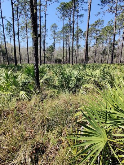 Sporobolus floridanus, photographed by Scott Allen Davis