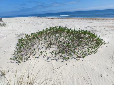 Iva imbricata, photographed by Scott Allen Davis