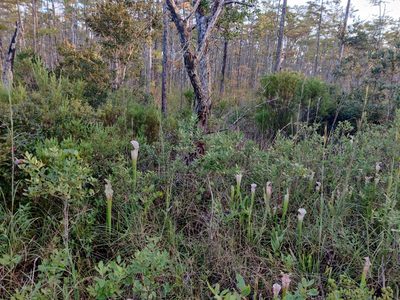 Sarracenia leucophylla, photographed by Scott Allen Davis