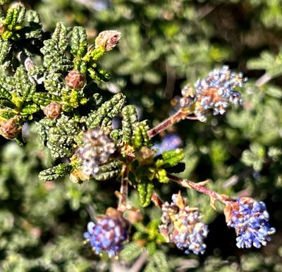 Ceanothus papillosus, photographed by Chuck Wilson