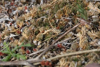Selaginella cinerascens, photographed by Madeleine Claire