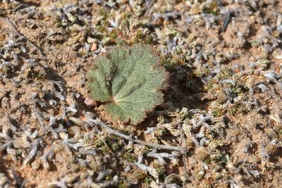 Jepsonia parryi, photographed by Madeleine Claire