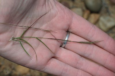 Aristida adscensionis, photographed by Madeleine Claire