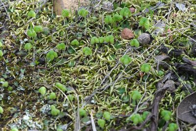 Calasterella californica, photographed by Madeleine Claire