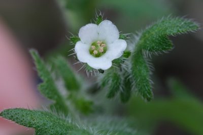 Pholistoma racemosum, photographed by Madeleine Claire