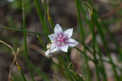 Allium haematochiton, photographed by Madeleine Claire