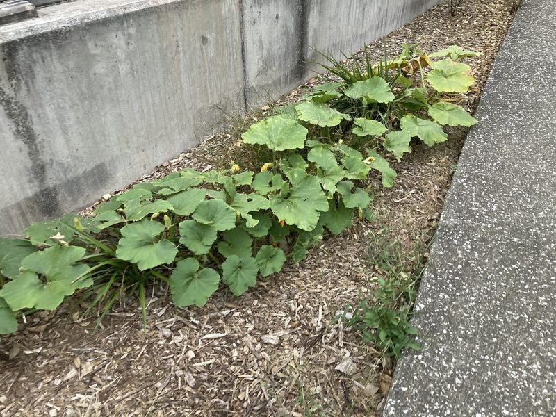Cucurbita maxima, photographed by nick_goldwater