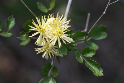 Clematis pauciflora, photographed by Madeleine Claire