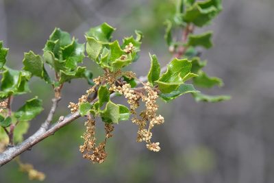 Quercus dumosa, photographed by Madeleine Claire