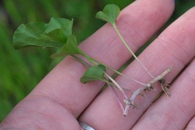 Dichondra occidentalis, photographed by Madeleine Claire