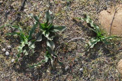 Hooveria parviflora, photographed by Madeleine Claire