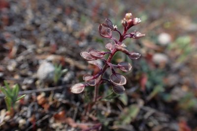 Lepidium nitidum, photographed by Madeleine Claire