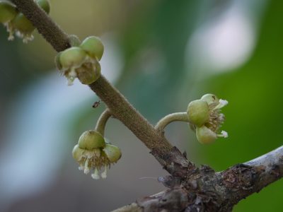 Litsea ghatica, photographed by Dinesh Valke