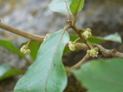Litsea ghatica, photographed by Dinesh Valke