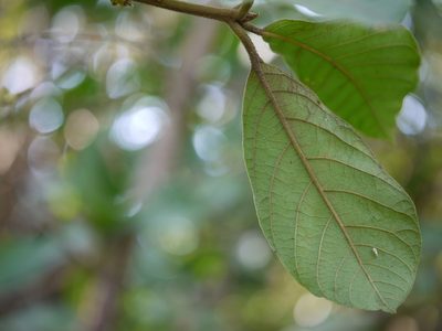 Litsea ghatica, photographed by Dinesh Valke