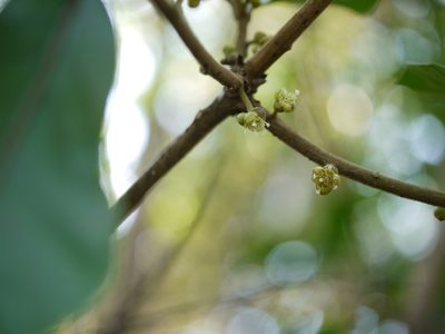Litsea ghatica, photographed by Dinesh Valke