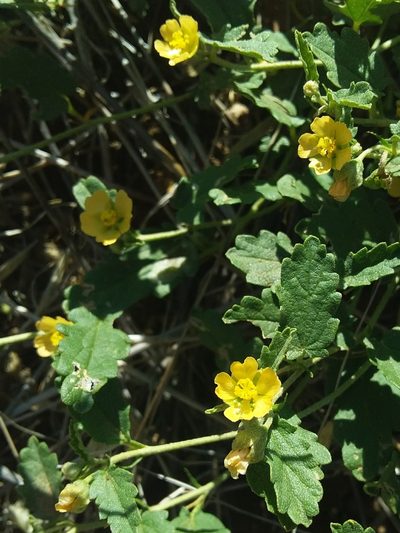 Sida corrugata, photographed by insiderelic
