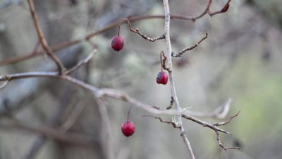 Malus fusca, photographed by Nart Barileva