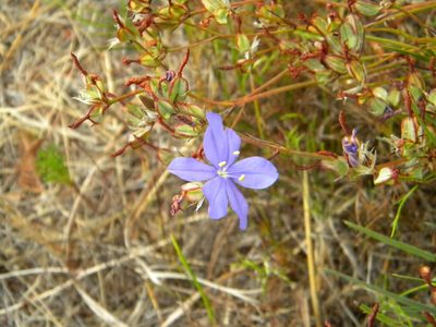 Aristea dichotoma, photographed by Tim Kirsten