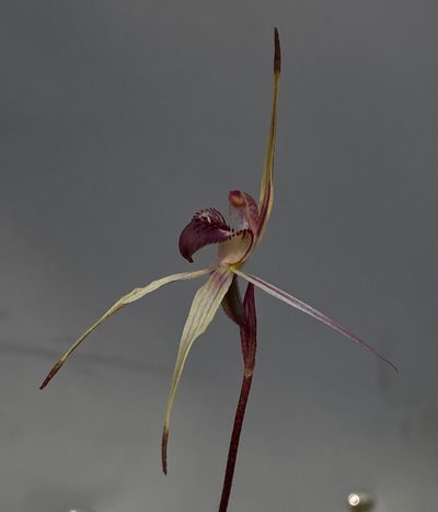 Caladenia reticulata, photographed by John Van Den Nouwelant