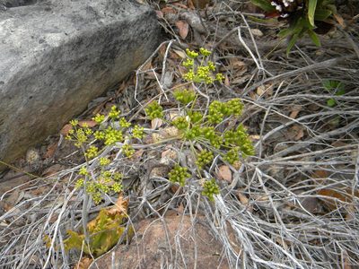Lichtensteinia lacera, photographed by Tim Kirsten