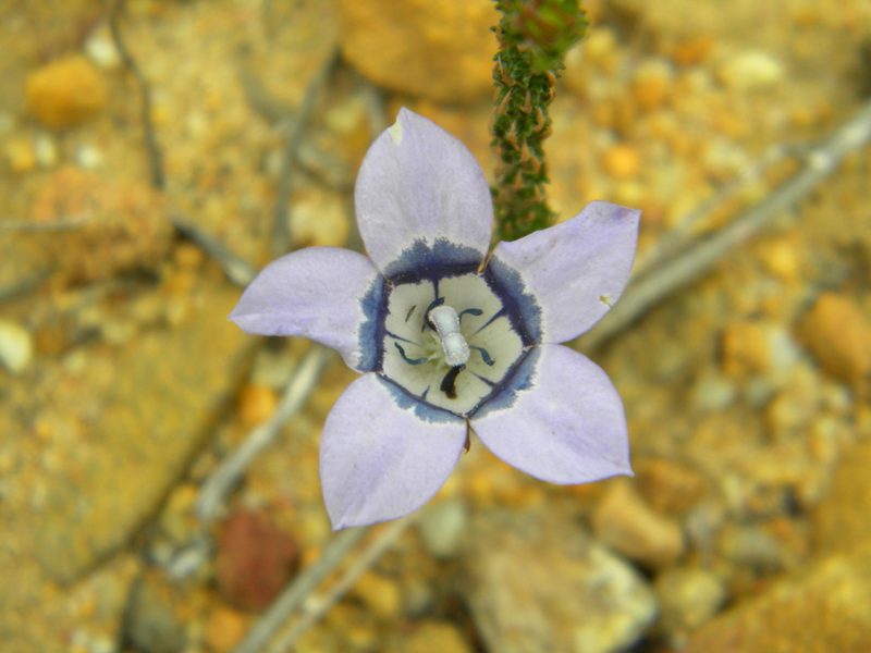 Roella ciliata, photographed by Tim Kirsten