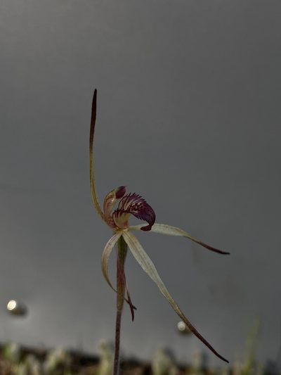 Caladenia reticulata, photographed by John Van Den Nouwelant
