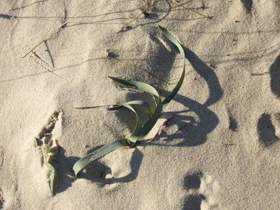 Pancratium maritimum, photographed by Duarte Frade