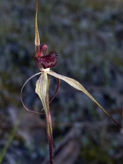 Caladenia ampla, photographed by John Van Den Nouwelant