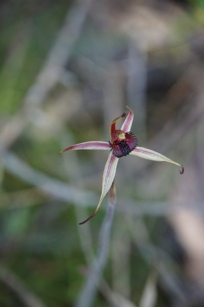 Caladenia ampla, photographed by John Van Den Nouwelant