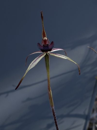 Caladenia ampla, photographed by John Van Den Nouwelant