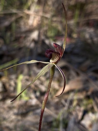 Caladenia ampla, photographed by John Van Den Nouwelant