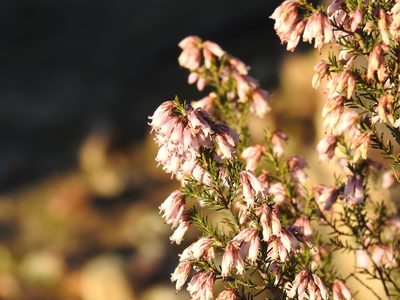 Erica australis, photographed by Duarte Frade