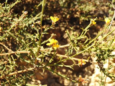 Genista tridentata, photographed by Duarte Frade