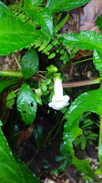 Nautilocalyx mimuloides, photographed by Guillaume Delaitre