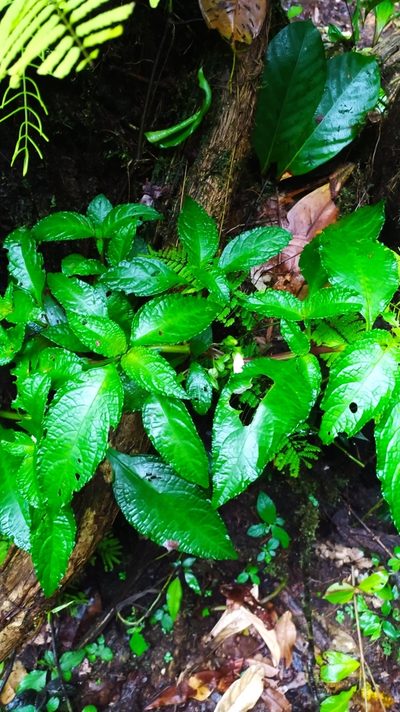 Nautilocalyx mimuloides, photographed by Guillaume Delaitre
