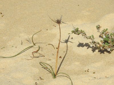 Cyperus capitatus, photographed by Duarte Frade