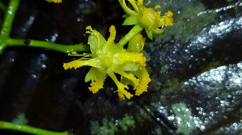 Banara guianensis, photographed by Guillaume Delaitre