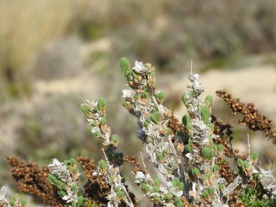 Crucianella maritima, photographed by Duarte Frade