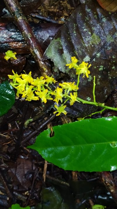 Banara guianensis, photographed by Guillaume Delaitre