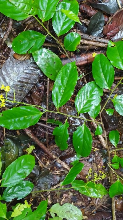 Banara guianensis, photographed by Guillaume Delaitre