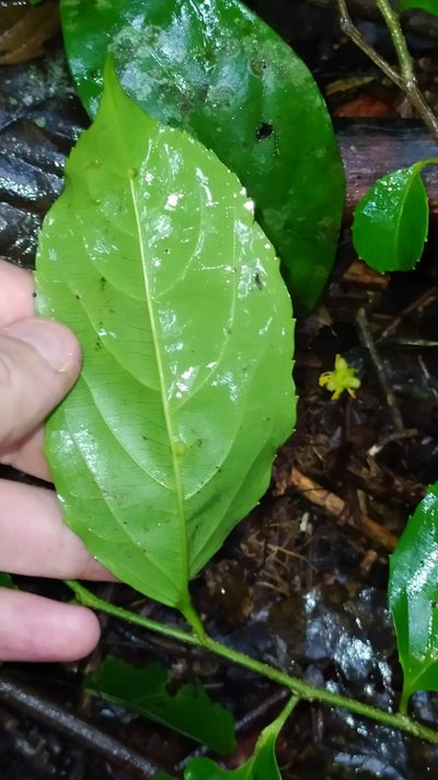 Banara guianensis, photographed by Guillaume Delaitre