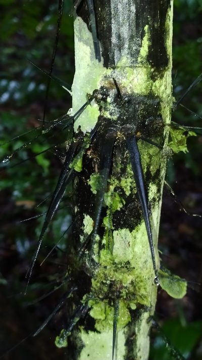 Astrocaryum aculeatum, photographed by Guillaume Delaitre