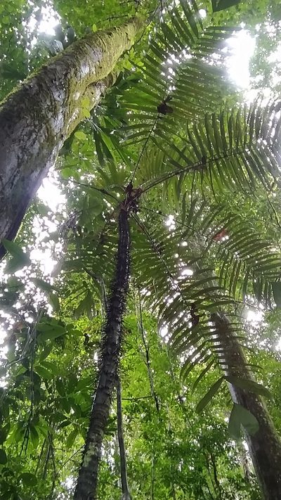 Astrocaryum aculeatum, photographed by Guillaume Delaitre