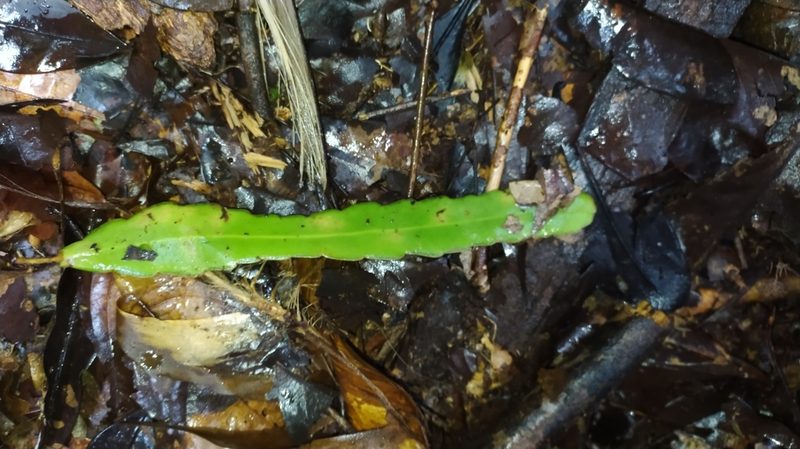 Epiphyllum phyllanthus, photographed by Guillaume Delaitre