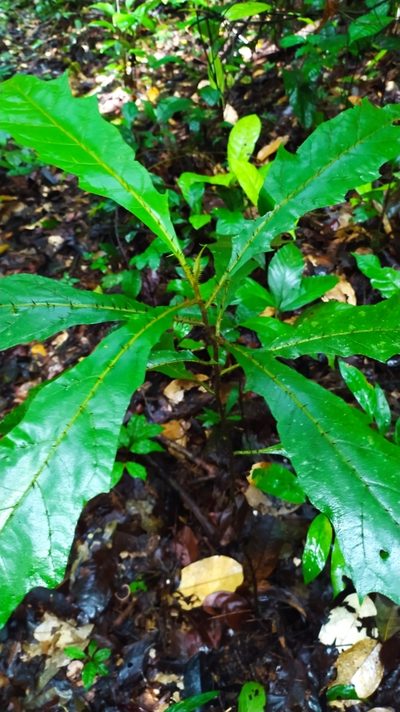 Solanum fulvidum, photographed by Guillaume Delaitre
