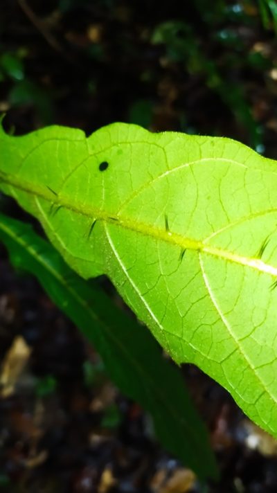 Solanum fulvidum, photographed by Guillaume Delaitre