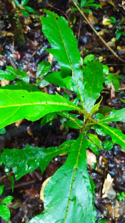 Solanum fulvidum, photographed by Guillaume Delaitre