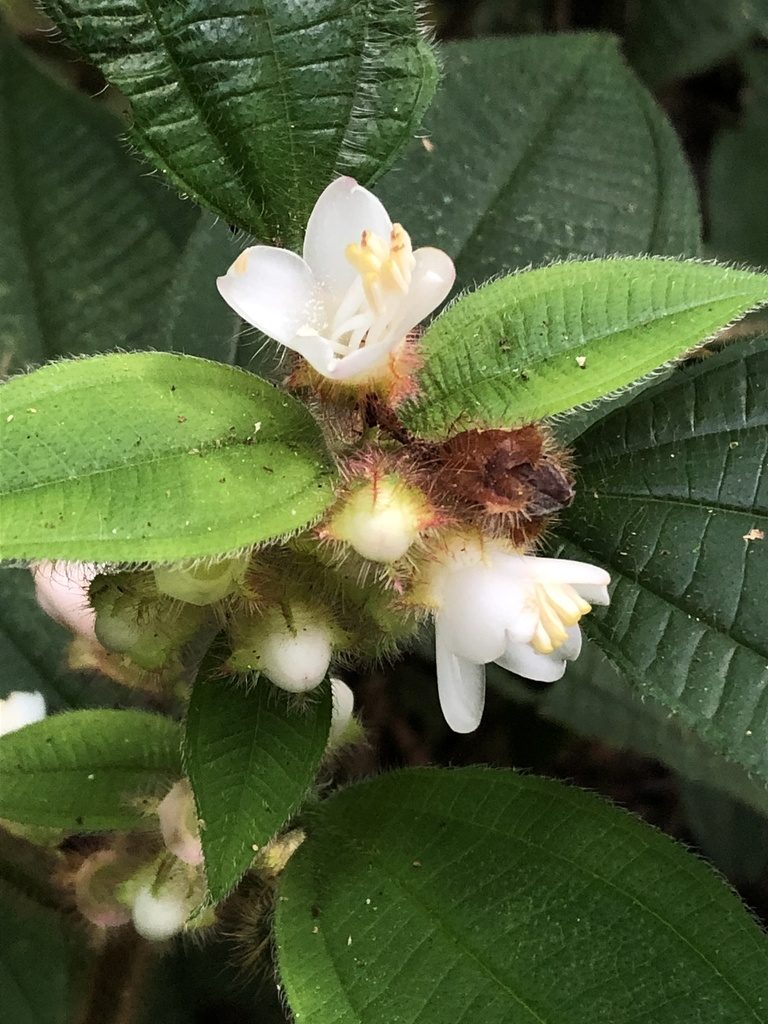 Miconia microphysca, photographed by Jared Shorma
