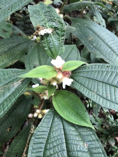 Miconia microphysca, photographed by Jared Shorma